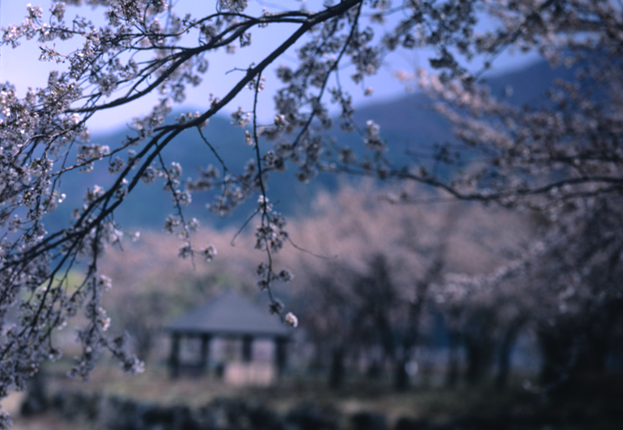 KawaguchiVelvia50M645 005.tif