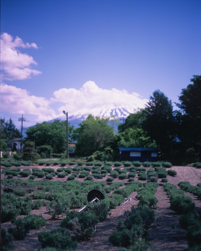 Pentax67 Velvia50 012.jpg