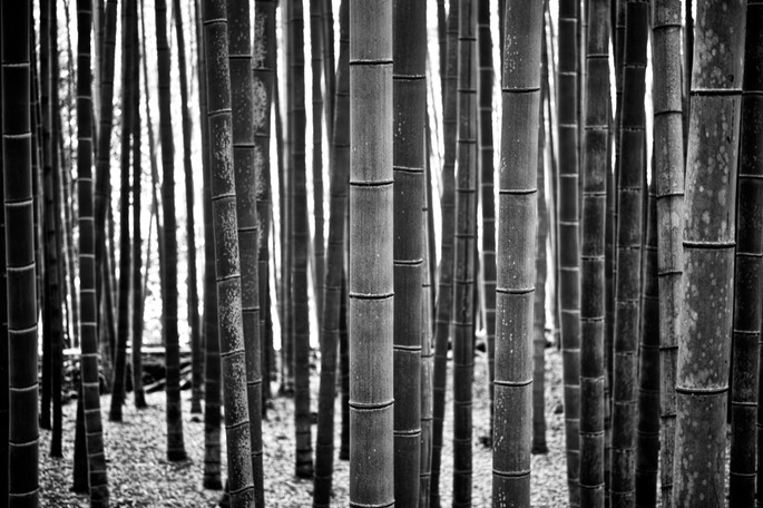 SDIM0320.jpg